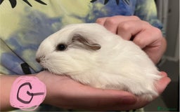 Guinea Pig rodents for sale: Baby guinea pigs - Image 3