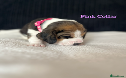 Beagle dogs for sale: 2 Beagle Girl Pups left -(KC Reg), Champ Bloodline - Image 12