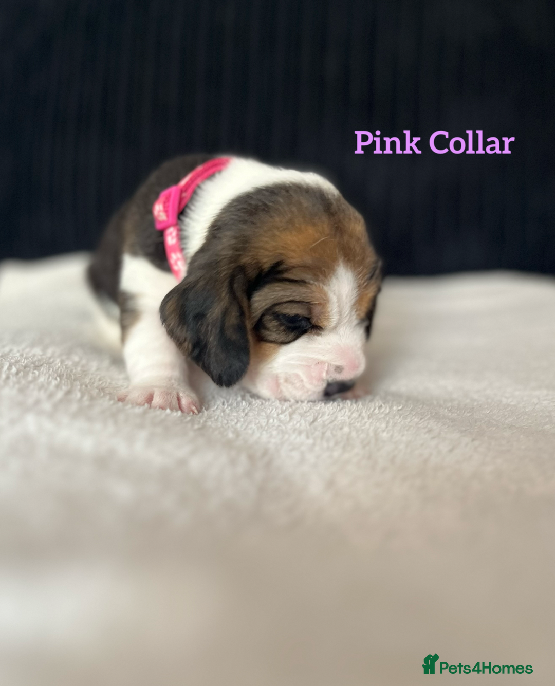 Beagle dogs for sale: 2 Beagle Girl Pups left -(KC Reg), Champ Bloodline - Image 12