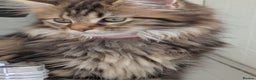 Maine Coon cats for sale: Stunning chocolate tabby kittens  - Advert 22