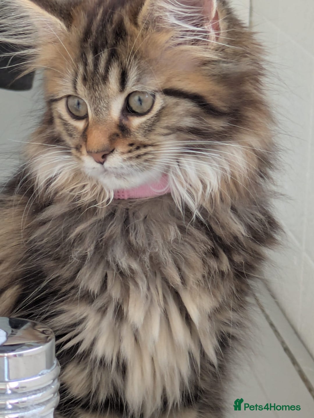 Maine Coon cats for sale: Stunning chocolate tabby kittens  - Advert 22
