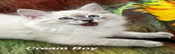 Siberian cats for sale: ❤️6 Beautiful Neva Masquerade x Ragdoll Kittens ❤️ - Advert 5