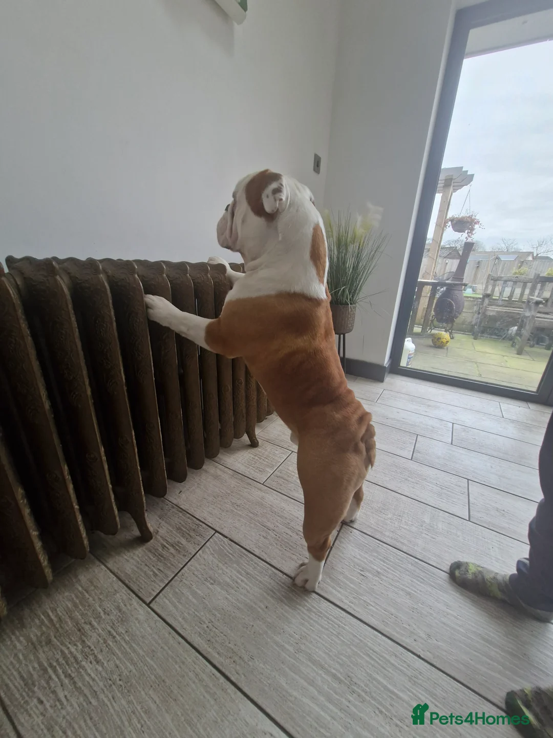 English Bulldog dogs for stud: KCBloodline English Bulldog STUD- excellent nature in Darwen - Advert 3