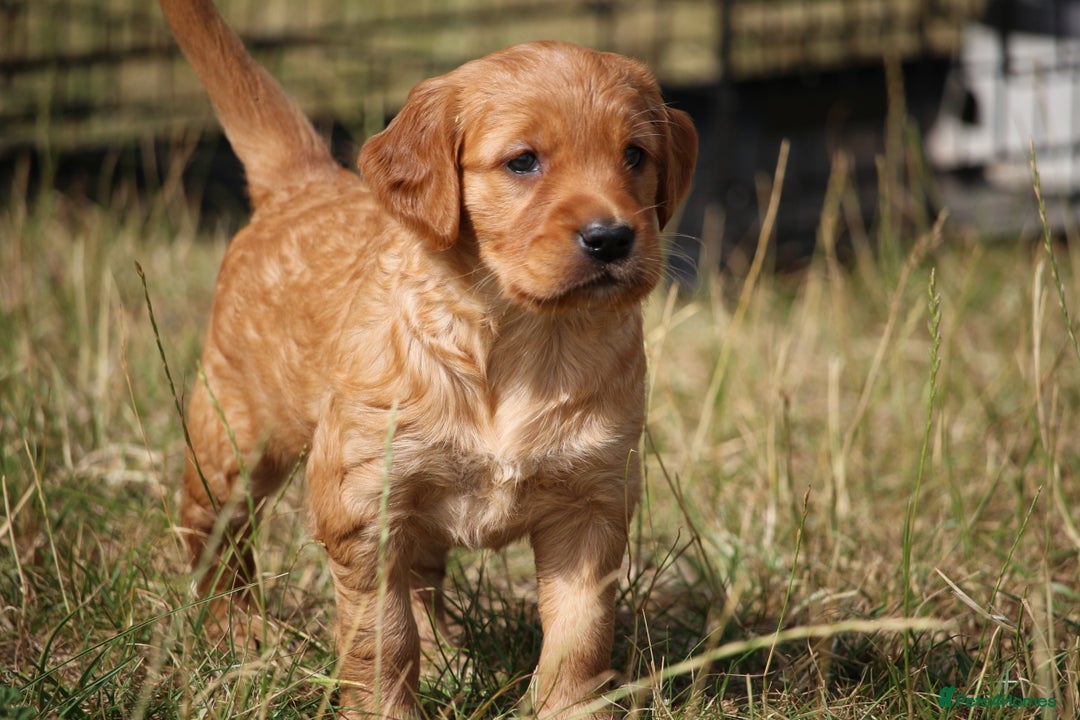 Golden Retriever dogs for sale: Dark Red Kc Registered Golden Retriever Puppies - Image 25