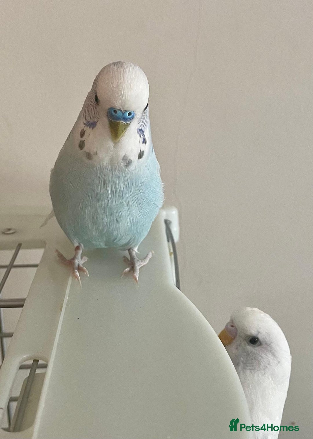 Budgerigars birds for sale: Budgie Pair (1 Male & 1 Female) with Cage – £120 - Advert 3