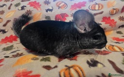 Chinchilla rodents for sale: Black pearl Carriers - Image 16