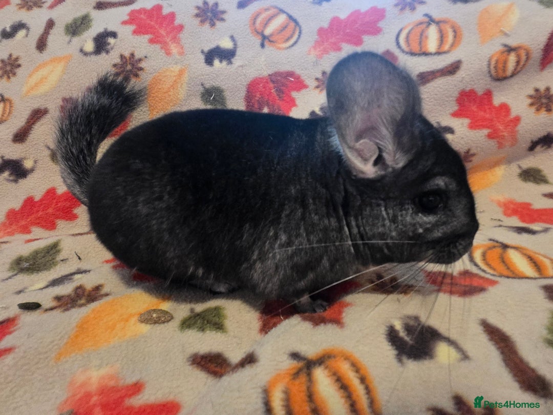 Chinchilla rodents for sale: Black pearl Carriers - Image 16