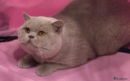 British Shorthair cats for stud: FAWN BRITISH SHORTHAIR STUD in Stoke-on-Trent - Image 1