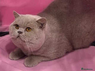 British Shorthair cats in Stoke-on-Trent - Advert 38