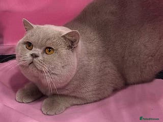 British Shorthair cats FAWN BRITISH SHORTHAIR STUD in Stoke-on-Trent - Advert 20