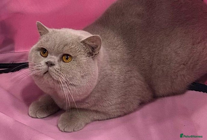 British Shorthair cats in Stoke-on-Trent - Advert 12