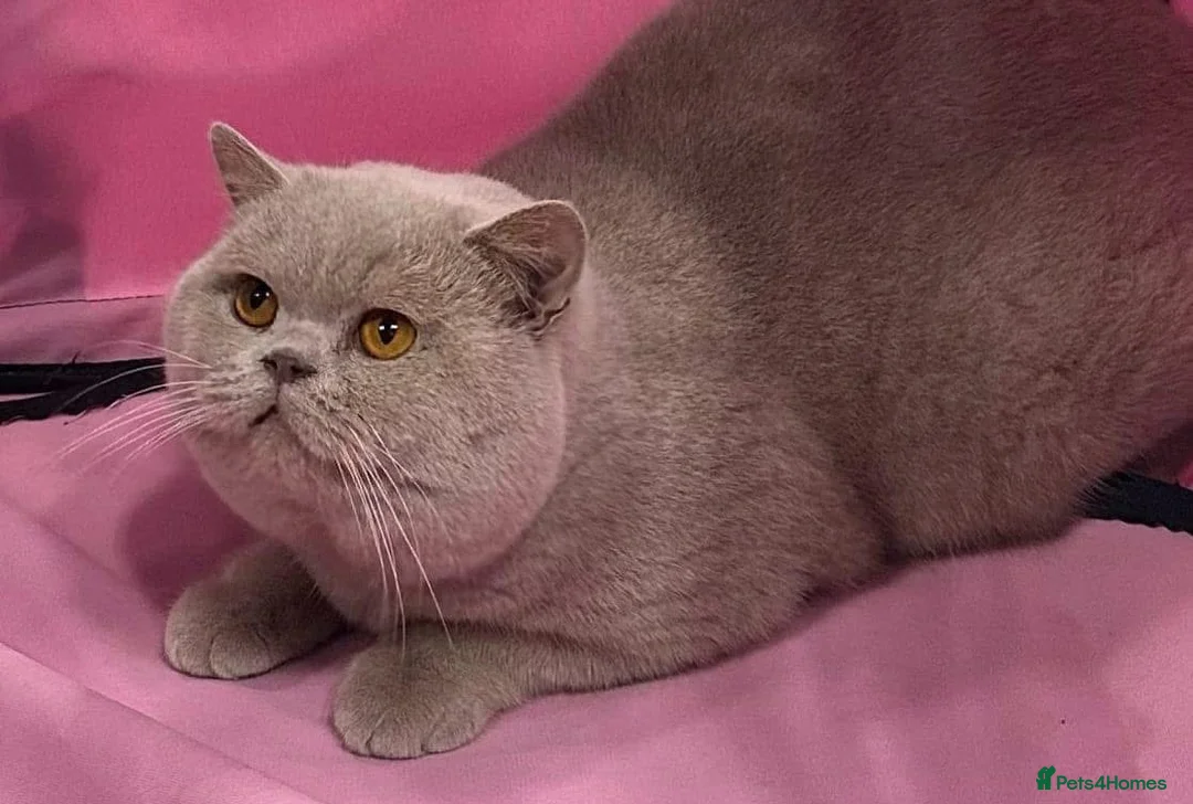 British Shorthair cats for stud: FAWN BRITISH SHORTHAIR STUD in Stoke-on-Trent - Advert 1