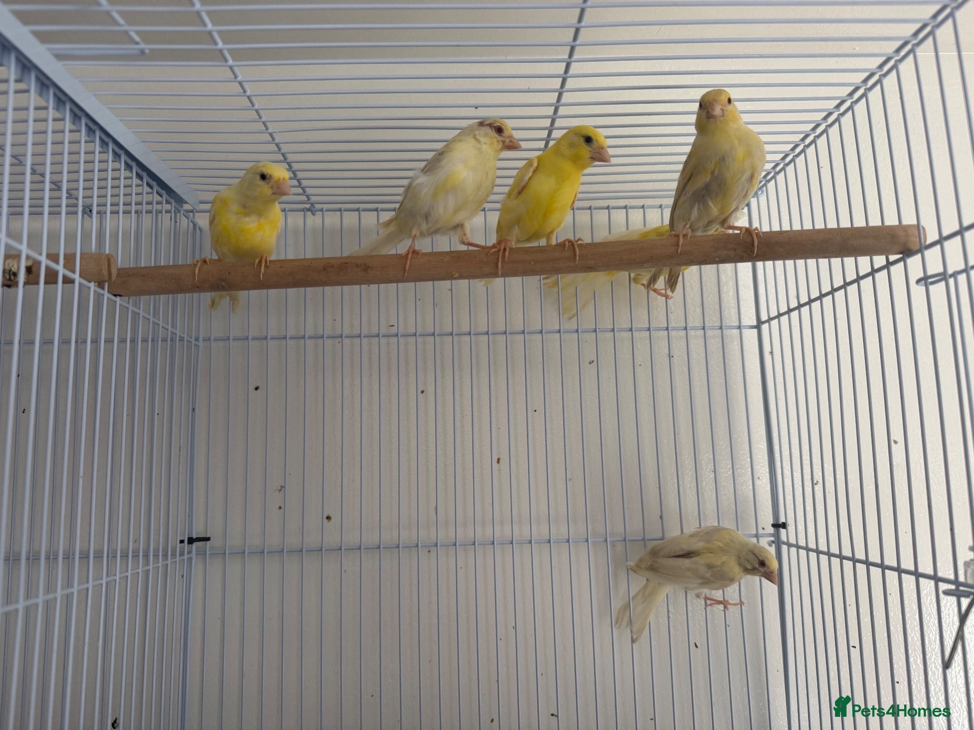 Canaries birds 5 Young Canaries – 4 Months Old – £25 Each Unsexed - Advert 1
