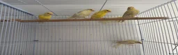 Canaries birds for sale: 5 Young Canaries – 4 Months Old – £25 Each Unsexed - Advert 1