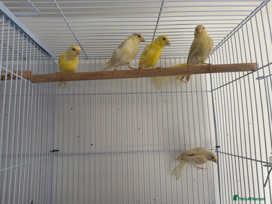 Canaries birds for sale: 5 Young Canaries – 4 Months Old – £25 Each Unsexed - Advert 1