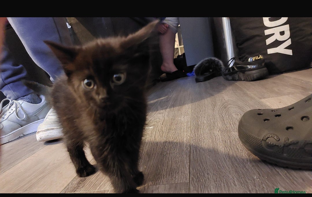 Domestic Shorthair cats for sale: Black domestic short hair - Image 2