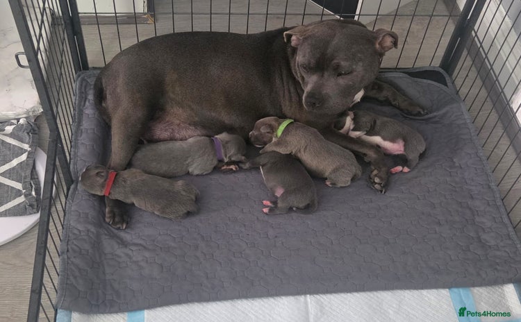 Staffordshire Bull Terrier dogs 5 staffordshire bull terrier puppies  - Advert 15