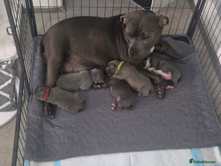 Staffordshire Bull Terrier dogs for sale: 5 staffordshire bull terrier puppies - Advert 1