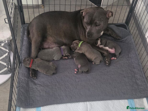 Staffordshire Bull Terrier dogs 5 staffordshire bull terrier puppies - Advert 6