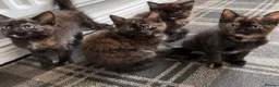 Mixed Breed cats for sale: 4 Beautiful kittens for sale - Advert 5