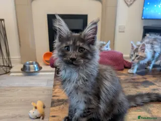 Maine Coon cats Mainecoon kittens - Advert 18