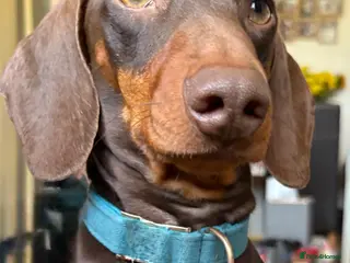 Miniature Dachshund dogs Proven Miniature Dashhound For Stud - Advert 21