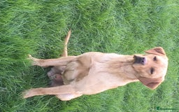 Labrador Retriever dogs for stud: Proven Stud, Fully Health Tested.  . in Tonbridge - Image 5