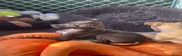 Italian Greyhound dogs for sale: 🐾✨Gorgeous KC Italian greyhound licensed breeder  - Advert 19