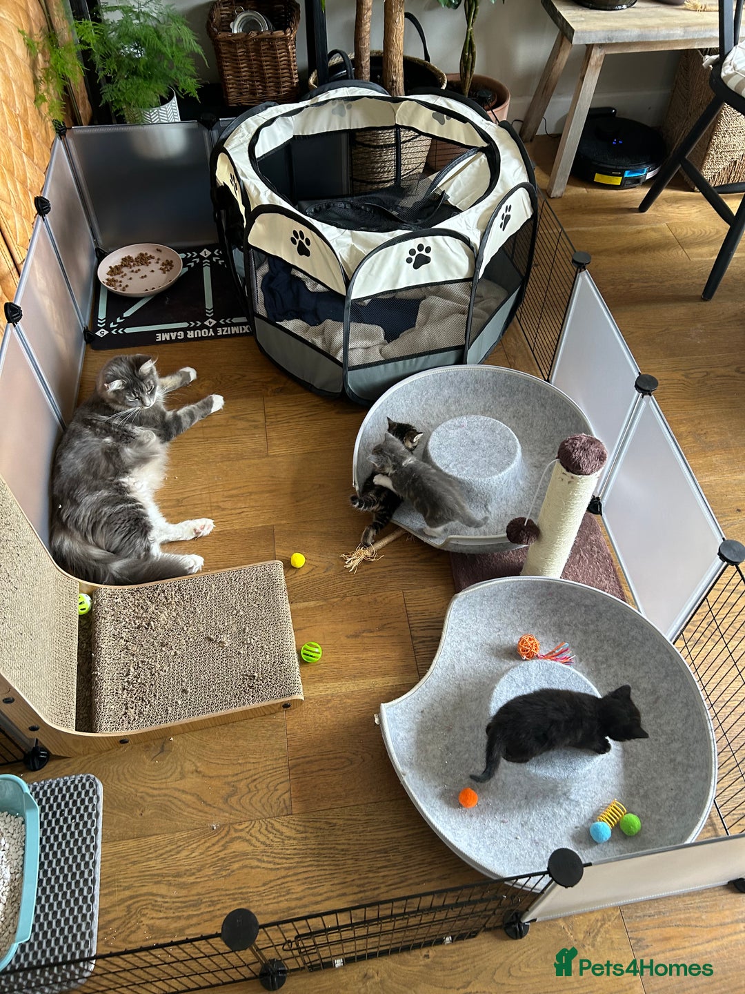 Maine Coon cats for sale: Maine coon cross kittens  - Image 17