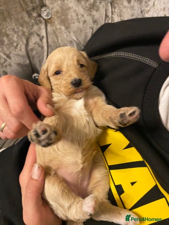 Cockapoo dogs Beautiful Cockerpoo puppys - Advert 5