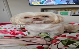 Shih Tzu dogs for sale: Imperial shih tzus 2 beautiful boys  - Image 5