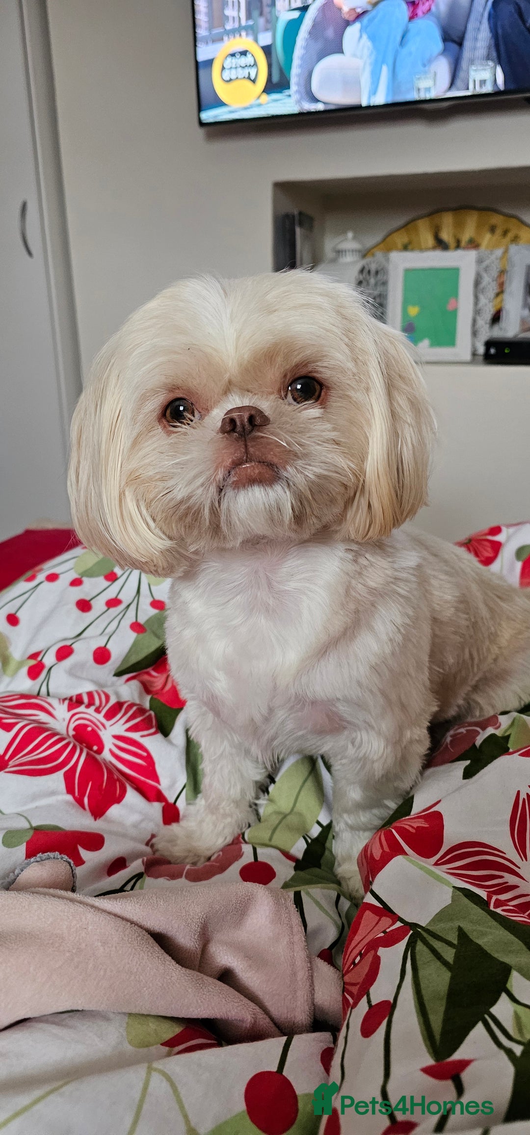 Shih Tzu dogs for sale: Imperial shih tzus 2 beautiful boys  - Image 5