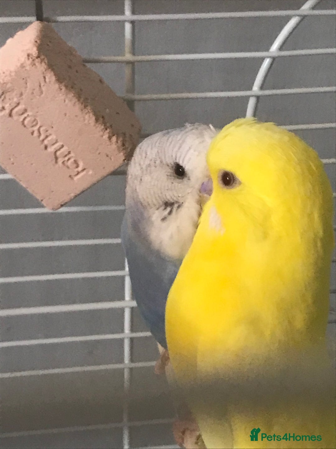 Budgerigars birds for sale: 2 budgies for sale  - Image 4