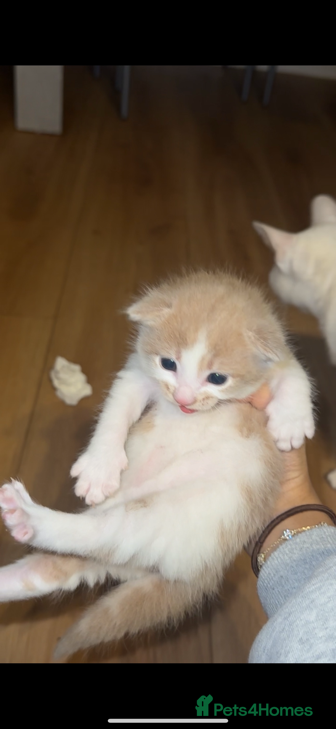 Turkish Angora cats for sale: Rare coloured kittens 🐱 😍 - Advert 8