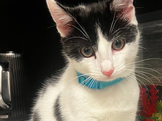 Mixed Breed cats for sale: Beautiful mixed Boy - Advert 1