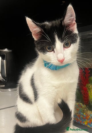 Mixed Breed cats Beautiful mixed Boy - Advert 3