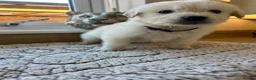 Golden Retriever dogs for sale: Gorgeous golden retriever pups - Advert 33