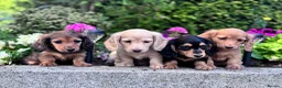Miniature Dachshund dogs for sale: Miniature longhaired Dachshunds kc reg PRA clear - Advert 8