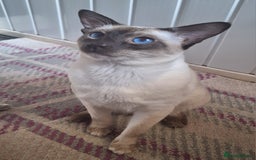 Siamese cats for sale: Beautiful Lilac and chocolate point Siamese  - Image 10