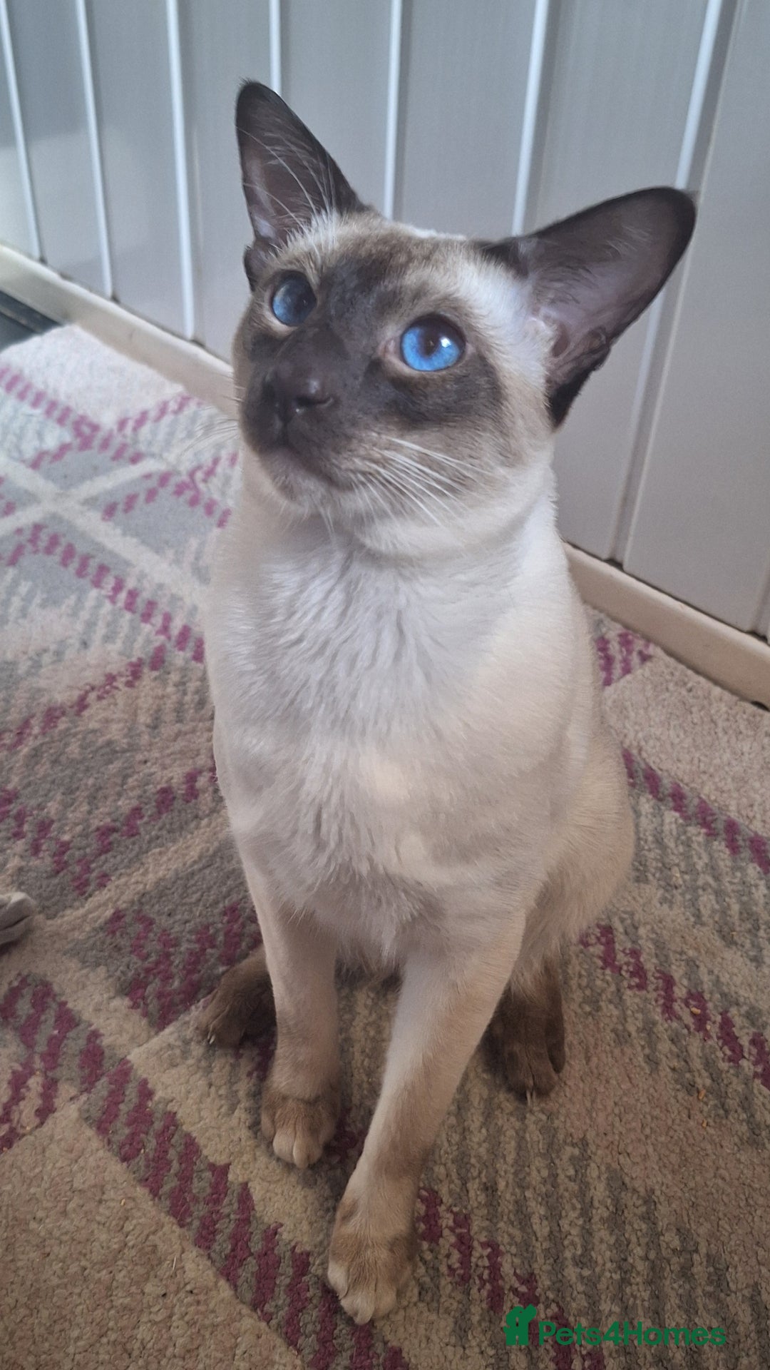 Siamese cats for sale: Beautiful Lilac and chocolate point Siamese  - Image 10