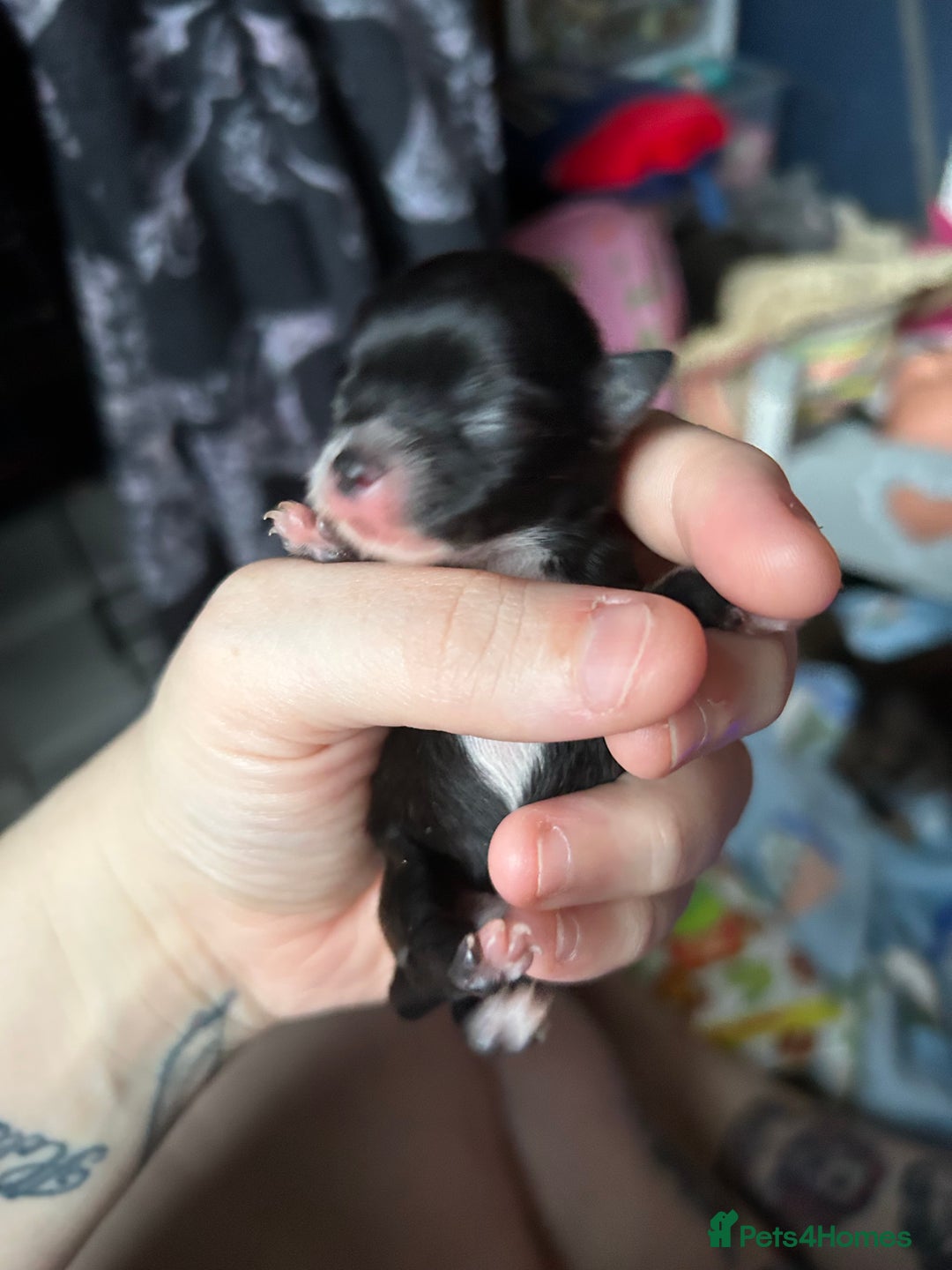 Pomchi dogs for sale: 2 beautiful tiny little Pomchi girls - Image 17