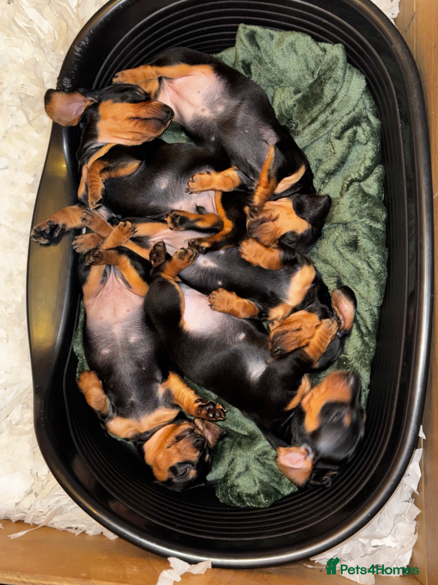 Miniature Dachshund dogs Stunning mini dachshund pups - Advert 2