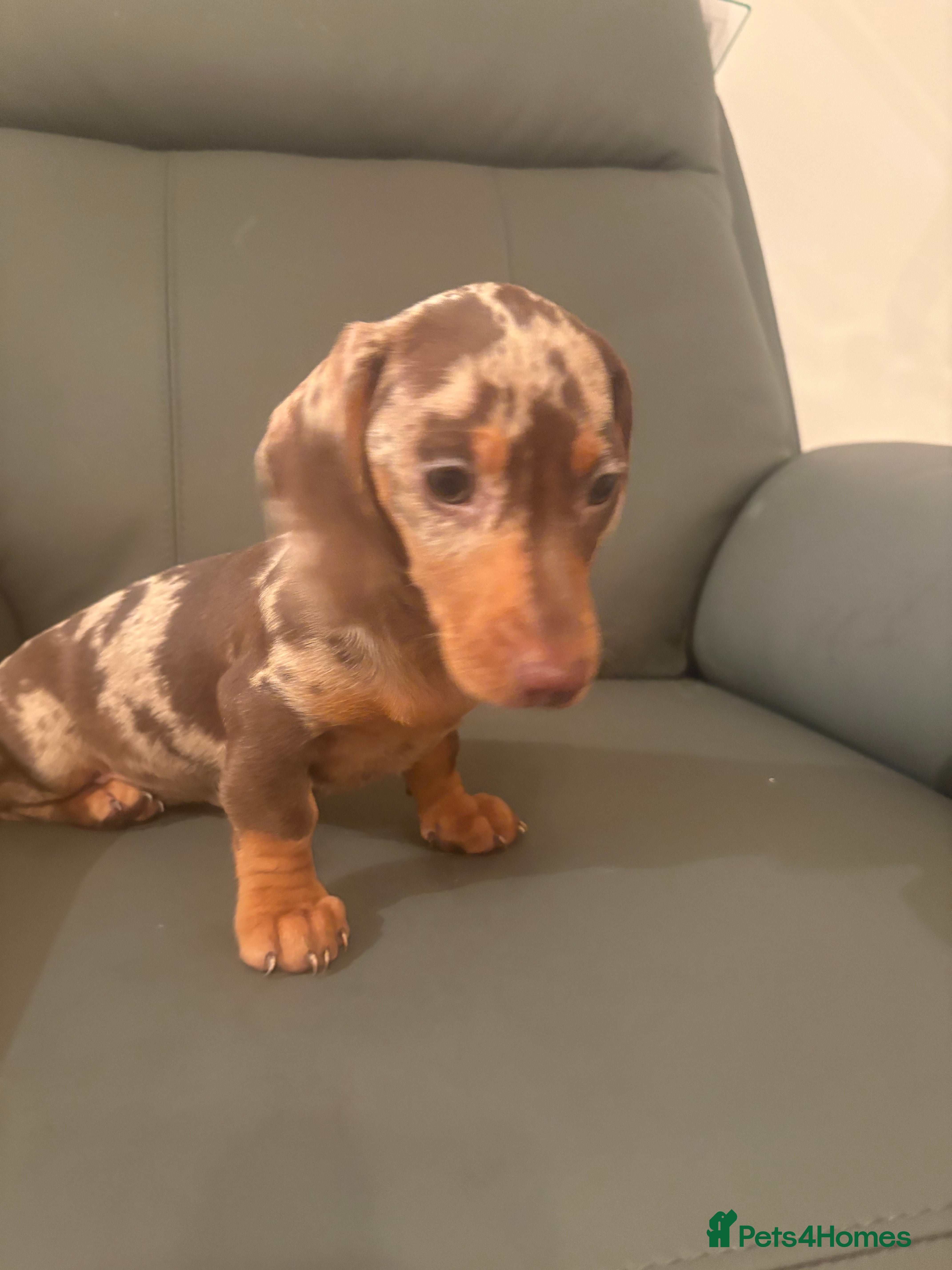 Miniature Dachshund dogs Miniature dachshund puppies - Advert 8
