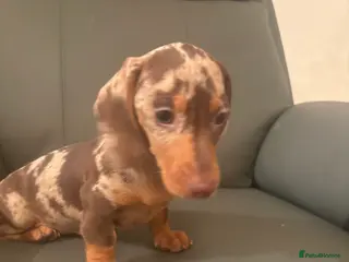 Miniature Dachshund dogs Miniature dachshund puppies - Advert 6