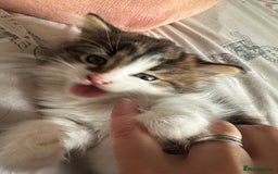 British Longhair cats for sale: Ready Now!! Beautiful BLH Kittens 💜🐾 - Image 7