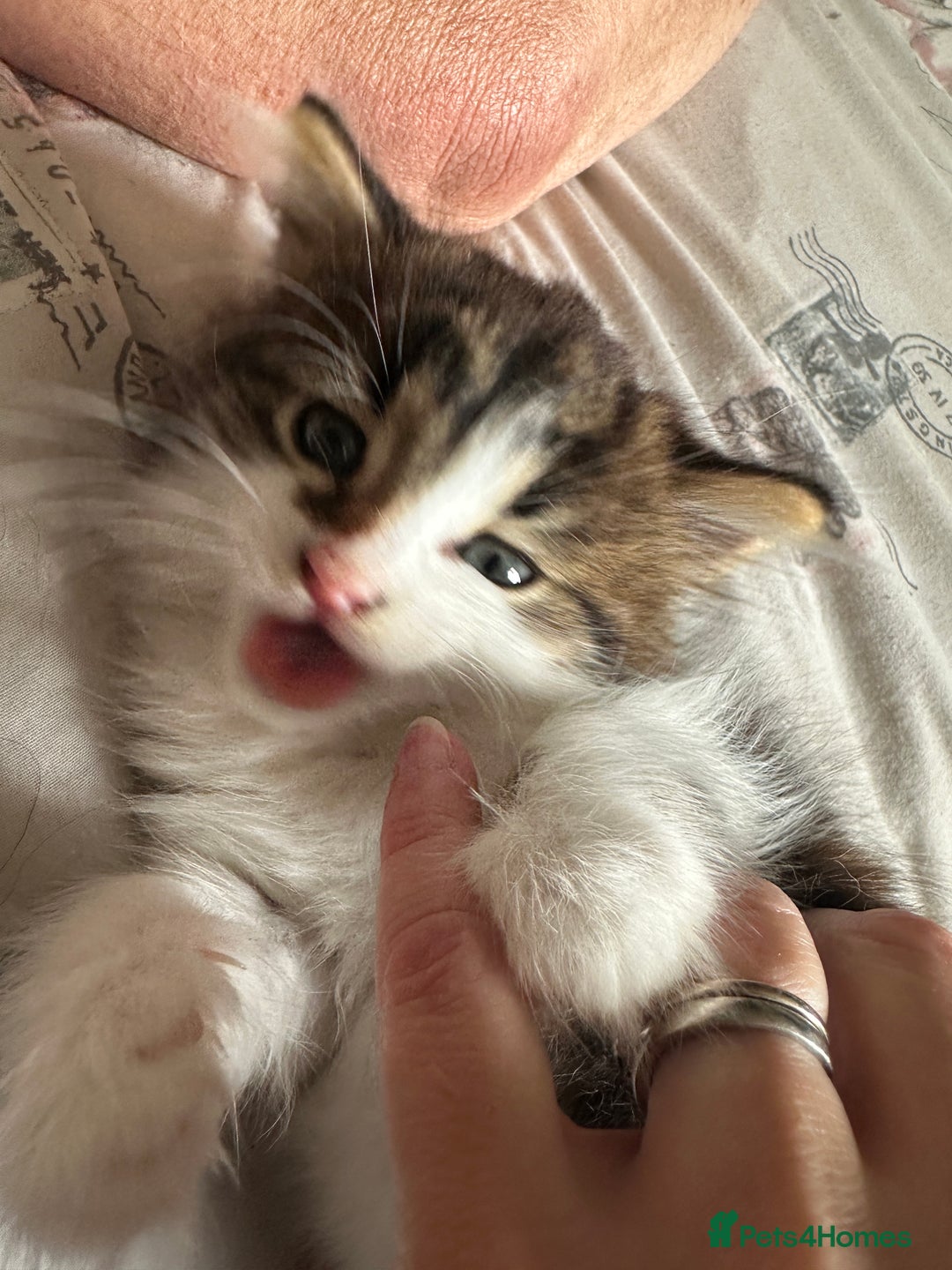 British Longhair cats for sale: Ready Now!! Beautiful BLH Kittens 💜🐾 - Image 7