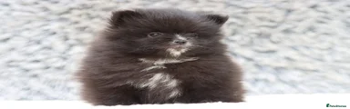 Pomeranian 1
