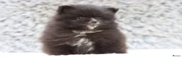 Pomeranian dogs for sale: Beautiful male and female Pomeranian for sale  - Advert 6