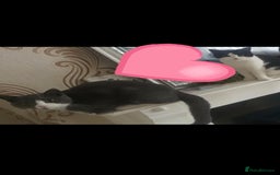 British Shorthair cats for sale: Female kitten - Image 3