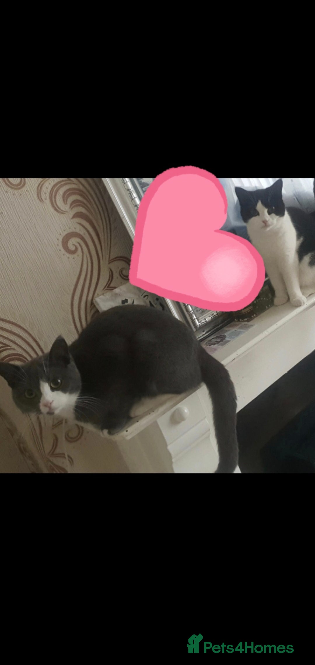 British Shorthair cats for sale: Female kitten - Image 3